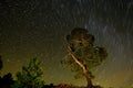 Circumpolar photograph on the pines of a natural park Royalty Free Stock Photo