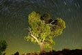 Circumpolar photograph on the pines of a natural park Royalty Free Stock Photo