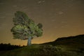 Circumpolar photograph on the pines of a natural park Royalty Free Stock Photo