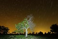 Circumpolar photograph on the pines of a natural park Royalty Free Stock Photo