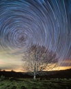 Circumpolar, star trails, over a beech in Entzia Royalty Free Stock Photo