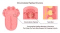 Circumvallate papillae structure. Taste receptors of the tongue placed Royalty Free Stock Photo