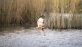 Circus aeruginosus bird flying and the predator catches fish above the surface, the various stages of hunting