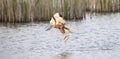 Circus aeruginosus bird flying and the predator catches fish above the surface, the various stages of hunting