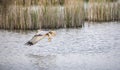 Circus aeruginosus bird flying and the predator catches fish above the surface, the various stages of hunting