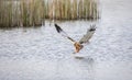 Circus aeruginosus bird flying and the predator catches fish above the surface, the various stages of hunting