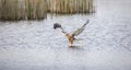 Circus aeruginosus bird flying and the predator catches fish above the surface, the various stages of hunting