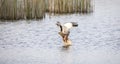 Circus aeruginosus bird flying and the predator catches fish above the surface, the various stages of hunting