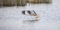 Circus aeruginosus bird flying and the predator catches fish above the surface, the various stages of hunting