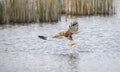 Circus aeruginosus bird flying and the predator catches fish above the surface, the various stages of hunting