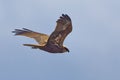 Circus aeruginosus, Marsh Harrier Royalty Free Stock Photo