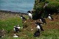 Circus of Atlantic Puffins and a Razorbill on the cliffs of Lunga Island in Scotland Royalty Free Stock Photo