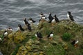 Circus of Atlantic Puffins and Razorbill on the cliffs of Lunga Island in Scotland Royalty Free Stock Photo