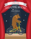 Circus bear on a bicycle. Flat vector poster Royalty Free Stock Photo