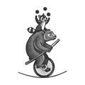 Circus bear with raccoon on unicycle sketch raster