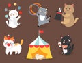 Circus cats vector cheerful illustration for kids with little domestic cartoon animals playing mammal