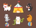 Circus cats vector cheerful illustration for kids with little domestic cartoon animals playing mammal