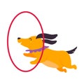 Circus Dog Animal Jumping Through Hanging Hula Hoop Performing Trick Vector Illustration Royalty Free Stock Photo