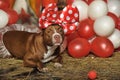 Circus dog Royalty Free Stock Photo