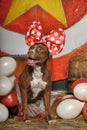 Circus dog Royalty Free Stock Photo