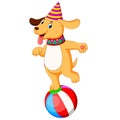 The circus dog playing and standing on the ball Royalty Free Stock Photo