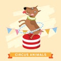 Circus Dog, vector animal series. Royalty Free Stock Photo