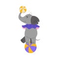 Circus Elephant Animal Balancing On Ball Vector Illustration