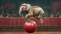 A circus elephant balancing on a ball Royalty Free Stock Photo
