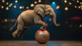 A circus elephant balancing on a ball Royalty Free Stock Photo