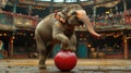 A circus elephant balancing on a ball Royalty Free Stock Photo