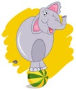 Circus elephant balancing on a colorful ball