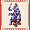 Circus elephant