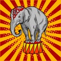 Circus elephant on pedestal pop art style vector