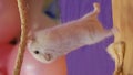 Circus hamster on the crossbeam. the hamster performs complex gymnastic on a rope stand.vertical screen.