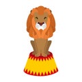 Circus lion. Wild cruel animal sitting on pedestal. Big Serious