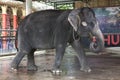 Circus performances of the young Indian elephant in the zoo Thailand, Phuket. Royalty Free Stock Photo