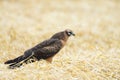 Circus pygargus on the wheat field Royalty Free Stock Photo