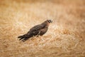 Circus pygargus on the wheat field, beautiful bird, photo-hunting Royalty Free Stock Photo