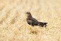 Circus pygargus on the wheat field