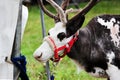 A circus reindeer Rangifer tarandus in a red bridle is tied next to a tent of a wandering circus set on a wasteland.