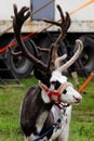 A circus reindeer Rangifer tarandus in a red bridle is tied next to a tent of a wandering circus set on a wasteland.