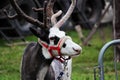 A circus reindeer Rangifer tarandus in a red bridle is tied next to a tent of a wandering circus set on a wasteland.