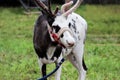 A circus reindeer Rangifer tarandus in a red bridle is tied next to a tent of a wandering circus set on a wasteland.