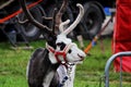 A circus reindeer Rangifer tarandus in a red bridle is tied next to a tent of a wandering circus set on a wasteland.