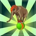 Circus show. Elephant on the ball. Trained animals. Vector.