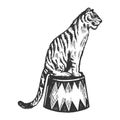 Circus tiger animal engraving vector illustration