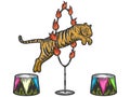 Circus, tiger jumping through a ring of fire. Sketch scratch board imitation color. Royalty Free Stock Photo