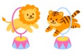 Circus tiger and lion jumping through hoops