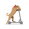 Circus trained dog on a scooter. Flat vector illustration