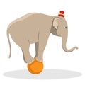 Circus Trained Elephant On The Ball. Flat Vector Illustration